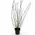 Salix gracilistyla 'Mt. Aso' Pot 12 liter 80 - 100 cm