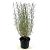 Salix purpurea 'Nana' Pot 3 Liter 30 - 40 cm