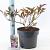 Sambucus nigra Black Beauty Pot 5 Liter 30 - 40 cm