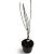 Sambucus nigra Black Lace Pot 4 Liter 50 - 60 cm