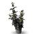 Sambucus nigra Black Tower Pot 12 liter 80 - 100 cm