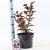 Sambucus nigra Black Tower Pot 5 Liter 30 - 40 cm