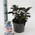 Sambucus nigra Black Tower Pot 2 liter 25-30cm