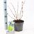 Sambucus nigra Golden Tower Pot 2 Liter30 - 40 cm