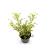 Sambucus nigra Golden Tower Pot 3 Liter 30 - 40 cm