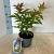 Sambucus nigra 'Serenade' Pot 2 Liter30 - 40 cm