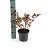 Sambucus nigra 'Thundercloud' Pot 3 Liter 30 - 40 cm