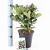 Skimmia j. 'Redruth' Pot 2 Liter 20 - 30 cm