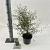 Sophora 'Little Baby' Pot 2 liter 25-30cm