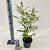 Sorbaria sorbif. 'Sem' Pot 2 liter 25-30cm