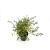 Spiraea arguta Pot 3 Liter 30 - 40 cm