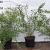 Spiraea arguta Pot 2 Liter40 - 60 cm
