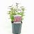 Spiraea jap. 'Anthony Waterer' Pot 2 Liter 20 - 30 cm