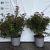 Spiraea jap. 'Anthony Waterer' Pot 2 liter 25-30cm