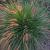 Pennisetum alopecuroides viridesc. Pot 9 cm
