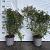 Spiraea jap. 'Froebelii' Pot 2 Liter40 - 60 cm