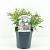 Spiraea jap. 'Genpei' Pot 2 Liter 20 - 30 cm