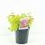 Spiraea jap. 'Golden Princess' Pot 2 Liter 20 - 30 cm