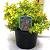 Spiraea jap. 'Golden Princess' Pot 3 liter 25-30cm