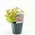Spiraea jap. 'Goldflame' Pot 2 Liter 20 - 30 cm