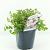 Spiraea jap. 'Little Princess' Pot 2 Liter 20 - 30 cm