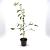 Stewartia pseudocamellia Pot 3 Liter 40 - 50 cm