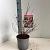 Symphoricarpos Magical Candy Pot 2 liter 25-30cm
