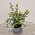 Symphoricarpos Magical Galaxy Pot 2 liter 25-30cm