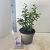 Syringa meyeri Flowerfesta White Pot 5 Liter 40 - 50 cm