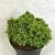 Cryptomeria j. 'Tenzan' Pot 3 Liter 10 - 20 cm
