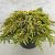 Juniperus comm. 'Lemon Carpet' Pot 10 liter 30 - 40 cm
