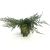 Juniperus comm. 'Repanda' Pot 2 Liter 20 - 30 cm