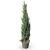 Juniperus s. 'Blue Arrow' Pot 12 liter 125 - 150 cm
