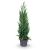 Juniperus s. 'Blue Arrow' Pot 12 liter 100 - 125 cm