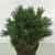 Pinus strobus 'Krüger's Lilliput' Pot 7,5 Liter 30 - 40 cm