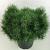 Pinus sylv. 'Sandringham' Pot 10 liter 30 - 40 cm