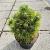 Pinus tabuliformis 'Shenyang' Pot 10 liter 30 - 40 cm