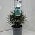 Sciadopitys verticillata Pot 5 liter 25-30cm