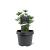 Sciadopitys vert. Green Diamond Pot 3 Liter 