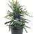 Sequoia s. 'Adpressa' Pot 3 Liter 