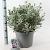 Convolvulus cneorum Pot 10 liter 30 - 40 cm