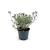 Convolvulus cneorum Pot 2 liter 25-30cm