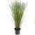 Cortaderia selloana Pot 3 Liter 40 - 50 cm