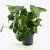 Farfugium japonicum giganteum Pot 3 Liter 30 - 40 cm