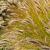 Pennisetum villosum Pot 9 cm