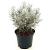 Helichrysum apiculatum 'Korma' Pot 2 liter 25-30cm