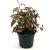Houttuynia cordata 'Chameleon' Pot 2 Liter 20 - 30 cm
