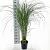 Miscanthus sin. 'Gracillimus' Pot 3 Liter 60 - 70 cm