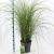 Miscanthus sin. 'Gracillimus' Pot 12 liter 60 - 80 cm