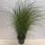 Miscanthus sin. 'Gracillimus' Pot 12 liter 100 - 125 cm